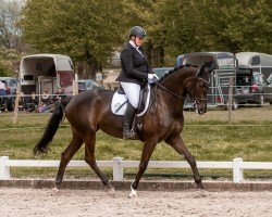 dressage horse Lady Melrose BH (anglo european sporthorse, 2016, from Hero)