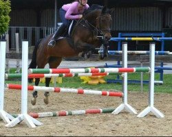 jumper Spidi 4 (Oldenburg show jumper, 2005, from Quicksilber)