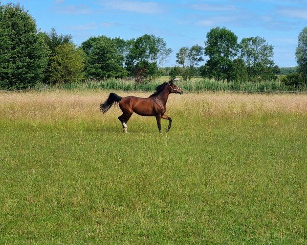 Springpferd Lailani S (Oldenburger Springpferd, 2017, von Ogano)