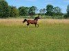 jumper Lailani S (Oldenburg show jumper, 2017, from Ogano)