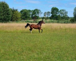 Springpferd Lailani S (Oldenburger Springpferd, 2017, von Ogano)