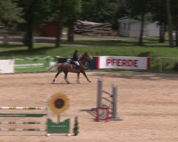 Reitturnier Stadl-Paura 2024