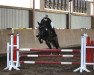 dressage horse Belissima 48 (Hanoverian, 2010, from Bonifatius)