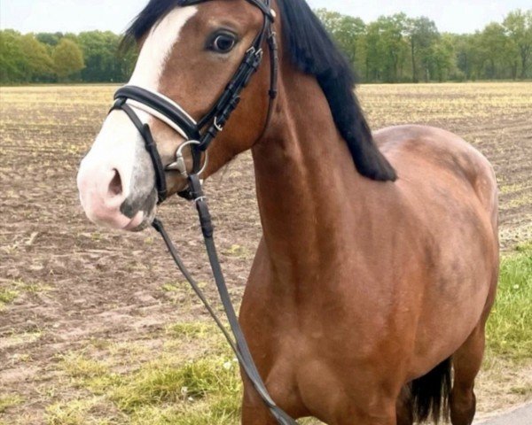 Dressurpferd Hill´s Davinia (Deutsches Reitpony,  , von Hill's Damon)