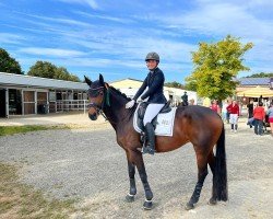 dressage horse Funky Diamond 9 (Westphalian, 2013, from Franziskus FRH)