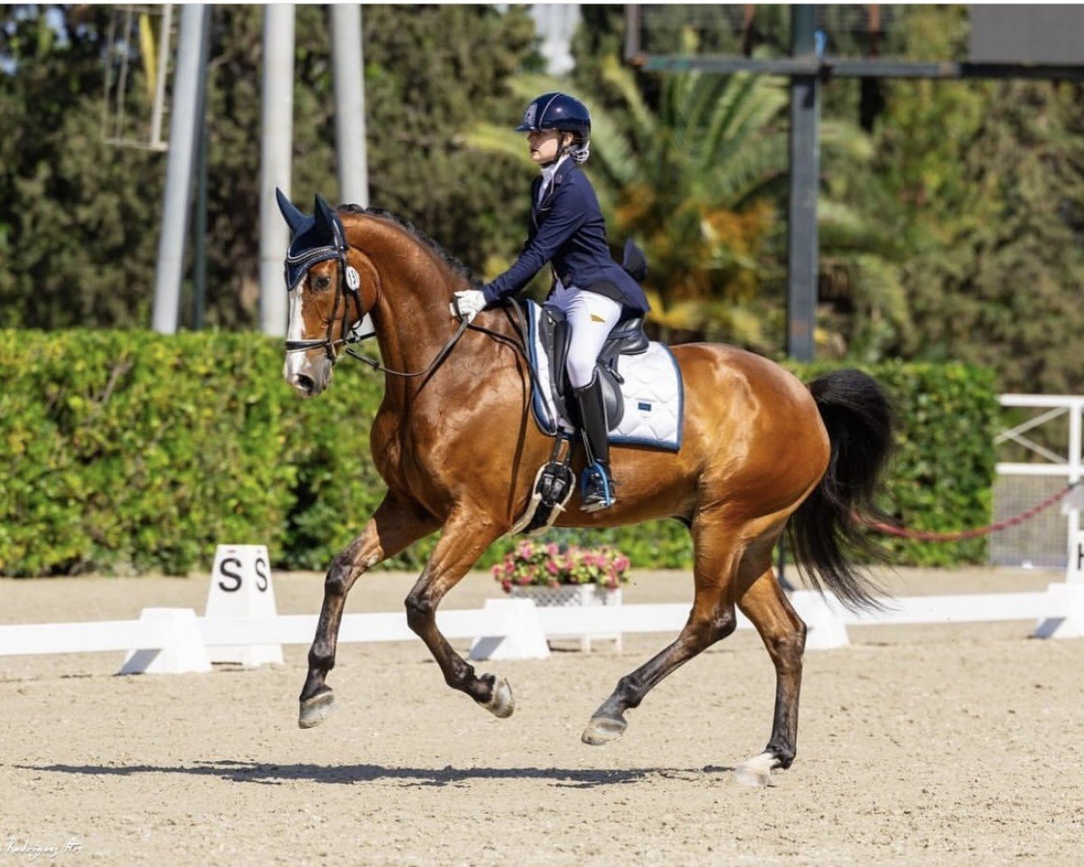 dressage horse Brandour Bcn (KWPN (Royal Dutch Sporthorse), 2015, from Brandon)