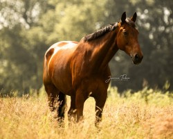 jumper Quiwi's Girl (Oldenburg show jumper, 2013, from Quiwi Dream)