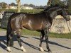 dressage horse Born to Dance 6 (Oldenburg, 2020, from Bon Courage 4)