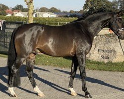 dressage horse Born to Dance 6 (Oldenburg, 2020, from Bon Courage 4)