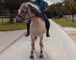 horse Bodo vom Heuberg (Fjord Horse, 2006, from Bolseten N.2825)