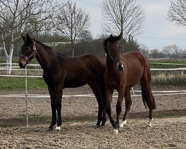 dressage horse Sally (Hanoverian, 2022, from Sir Escolar)