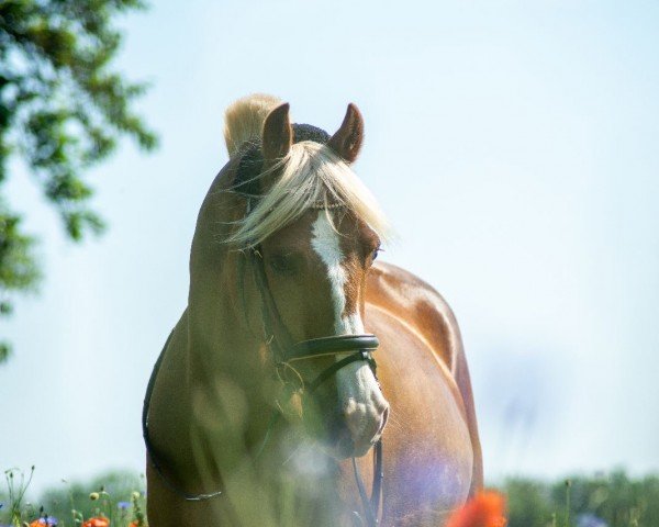 dressage horse Buddy 249 (Welsh-Cob (Sek. D), 2011, from Menai Firestorm)