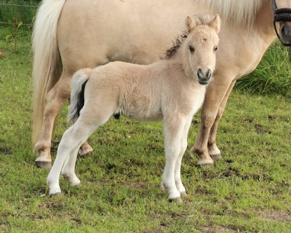 foal by Janikos El Dorado (Shetland Pony, 2024, from Esteban van de Zandkamp)