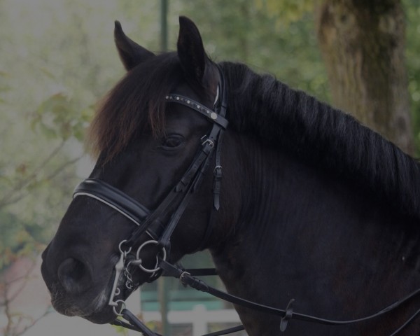 dressage horse Durcàs (Hungarian Warmblood, 2015)