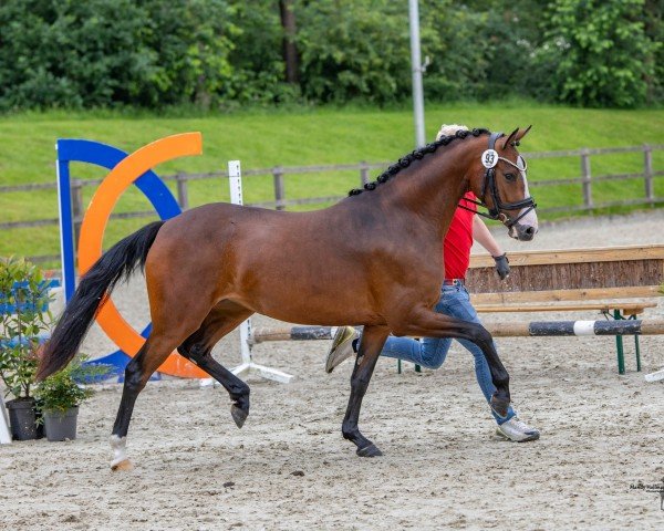 dressage horse Kastanienhof Sternenzauber (German Riding Pony, 2021, from Double Jackpot)