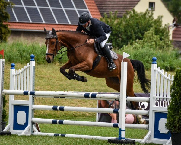 jumper Santiago 306 (German Sport Horse, 2020, from Santiano 3)