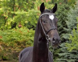 dressage horse Scuderia´s Black Edition (Hanoverian, 2014, from Scuderia)