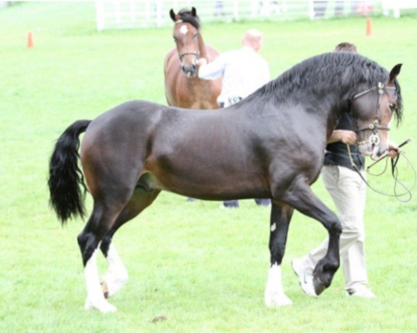 Pferd Tirygelli the Crusader (Welsh-Cob (Sek. D), 2009, von Gwenllan Morgan)