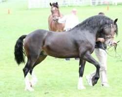 Pferd Tirygelli the Crusader (Welsh-Cob (Sek. D), 2009, von Gwenllan Morgan)