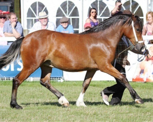 Pferd Tirygelli Glitz n Glamour (Welsh-Cob (Sek. D), 2015, von Tirygelli the Crusader)