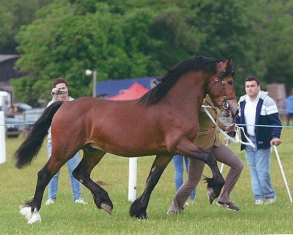 horse Rainhill King Arthur (Welsh-Cob (Sek. D), 2012, from Gwynfaes Culhwch)