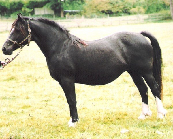 Zuchtstute Rainhill Rosebud (Welsh-Cob (Sek. D), 1996, von Pentrefelin Taliesin)