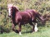 broodmare Cwrtymynys Sundew (Welsh-Cob (Sek. D), 1981, from Heliguchel Craddock)