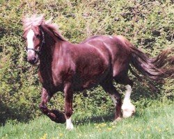 Zuchtstute Cwrtymynys Sundew (Welsh-Cob (Sek. D), 1981, von Heliguchel Craddock)