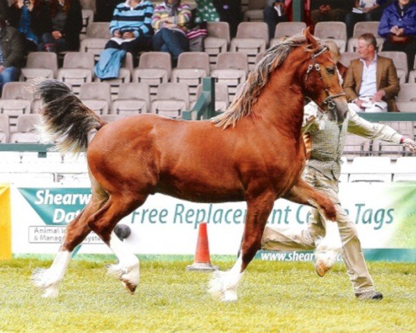 horse Rainhill Pendragon (Welsh-Cob (Sek. D), 2010, from Gwynfaes Culhwch)