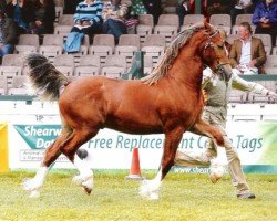 horse Rainhill Pendragon (Welsh-Cob (Sek. D), 2010, from Gwynfaes Culhwch)