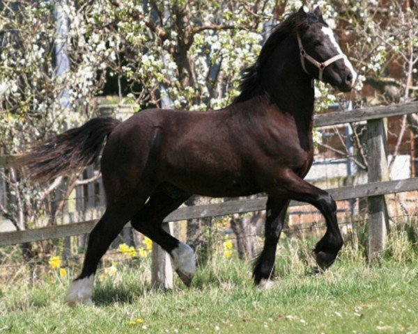 horse Rainhill Alonzo the Brave (Welsh-Cob (Sek. D), 2008, from Gwynfaes Culhwch)