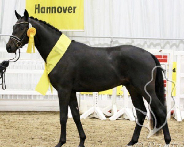 stallion Feuerwerk (Oldenburg, 2015, from For Romance I)