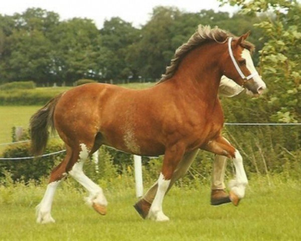 broodmare Rainhill Olwen (Welsh-Cob (Sek. D), 2004, from Gwynfaes Culhwch)