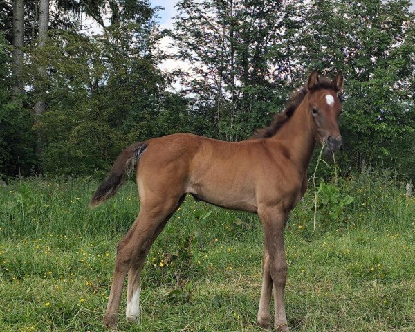 foal by Soleil T.D. (Belgium Sporthorse, 2024, from Alaba 2)