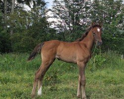 foal by Soleil T.D. (Belgium Sporthorse, 2024, from Alaba 2)