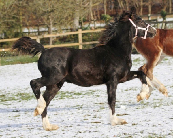 horse Rainhill Roadrunner (Welsh-Cob (Sek. D), 2017, from Gwynfaes Culhwch)