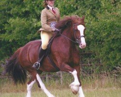 horse Ilar Alexis (Welsh-Cob (Sek. D), 2011, from Gwynfaes Culhwch)