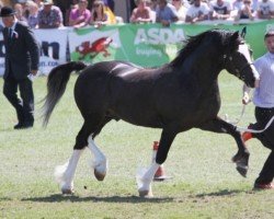 horse Ilar Ambassador (Welsh-Cob (Sek. D), 2008, from Danaway Hooch)