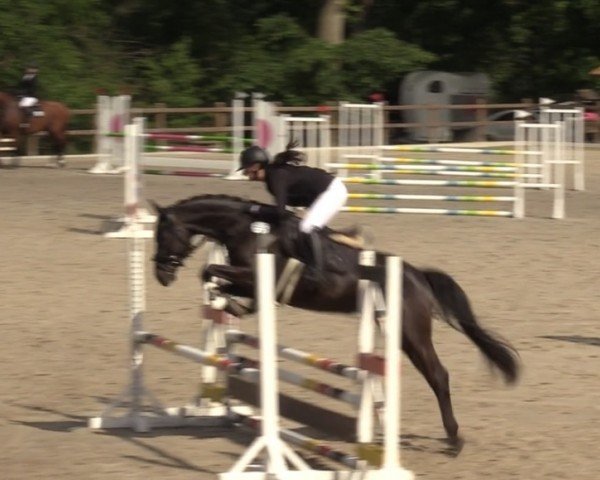 jumper Dorfjunge 11 (Hanoverian, 2020, from Dialo)