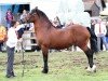 stallion Danaway Hooch (Welsh-Cob (Sek. D), 1999, from Trevallion Hooch)