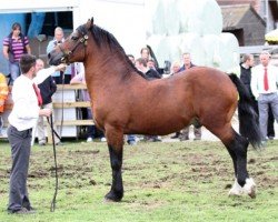 Deckhengst Danaway Hooch (Welsh-Cob (Sek. D), 1999, von Trevallion Hooch)