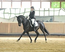 dressage horse Rock your life (Oldenburg, 2014, from Rock Forever NRW)