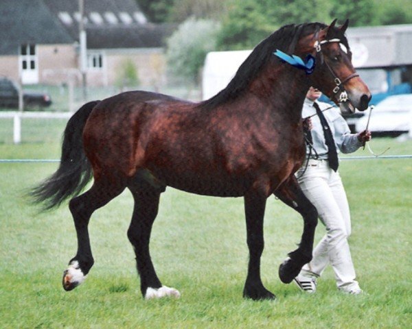 stallion Trevallion Temeraire (Welsh-Cob (Sek. D), 2000, from Trevallion Hooch)