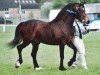 stallion Trevallion Temeraire (Welsh-Cob (Sek. D), 2000, from Trevallion Hooch)