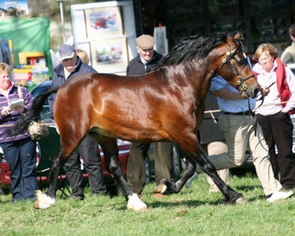 stallion Trevallion The Gladiator (Welsh-Cob (Sek. D), 2006, from Trevallion Hooch)