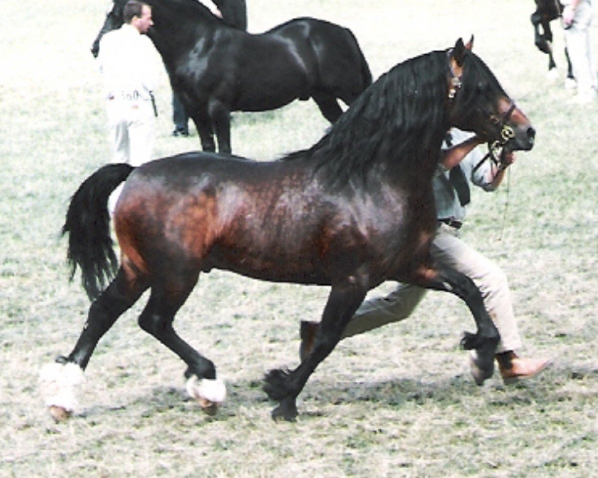 stallion Trevallion Ace Comet (Welsh-Cob (Sek. D), 1988, from Tyhen Comet)
