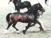 stallion Trevallion Ace Comet (Welsh-Cob (Sek. D), 1988, from Tyhen Comet)