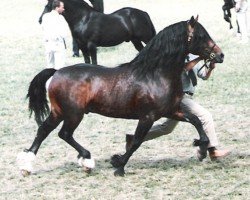 Deckhengst Trevallion Ace Comet (Welsh-Cob (Sek. D), 1988, von Tyhen Comet)