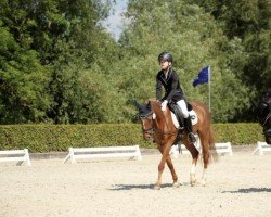 jumper Fee 995 (Welsh-Pony (Section B), 2005, from Downland Goldflake)