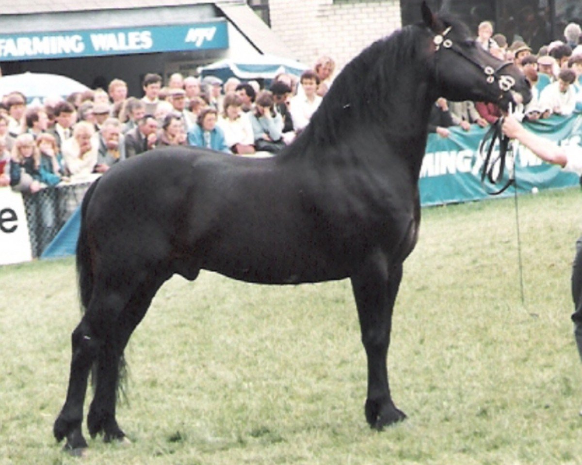 stallion Trevallion AP Comet (Welsh-Cob (Sek. D), 1979, from Tyhen Comet)